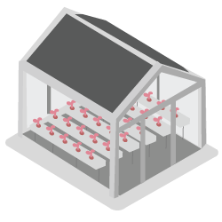 Greenhouse with multiple rows of plants.