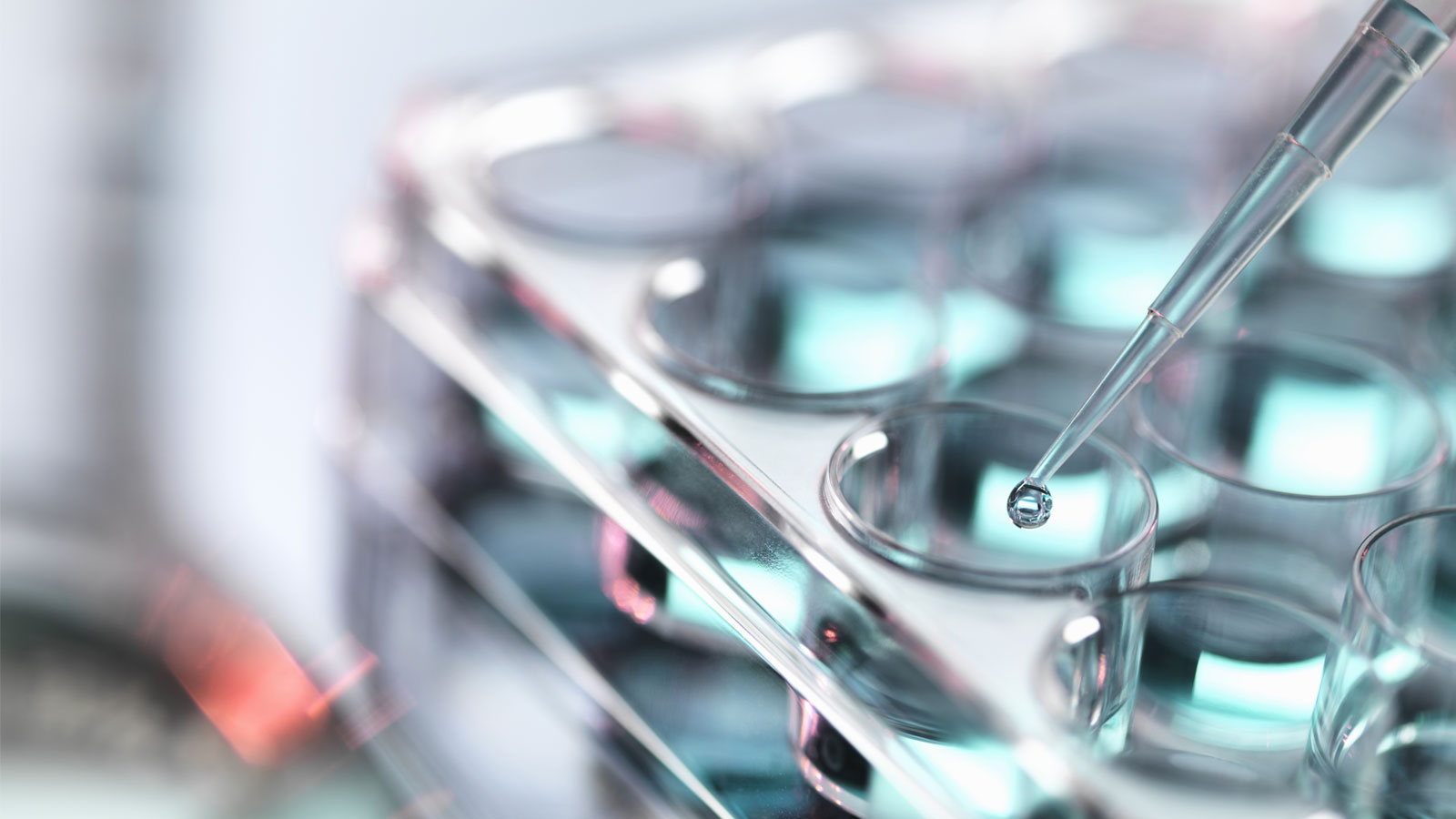 Pipette with liquid drop above a multiwell laboratory plate.